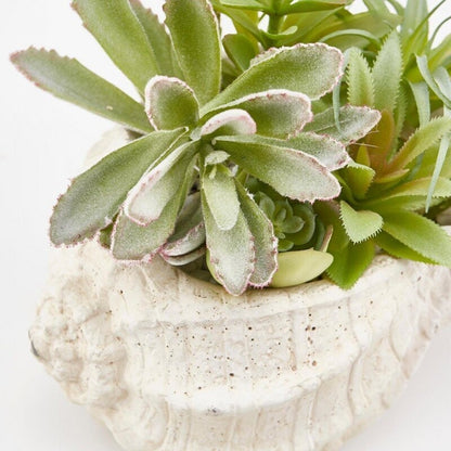 Shell-shaped concrete vase with Succulent artificial plants - Enzo De Gasperi